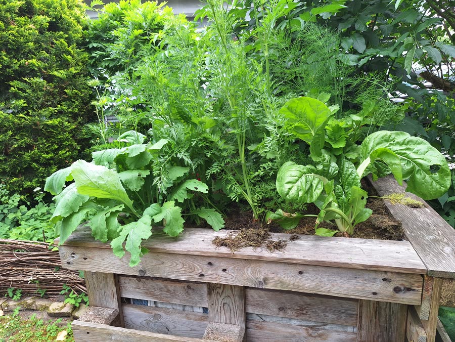 Hochbeet mit Karottengrün, Mangold und Salat in Martinas Naturgarten